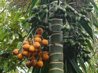 Areca catechu